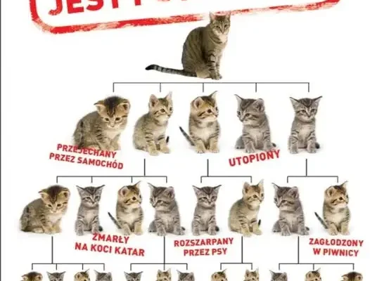 Gmina Karlino: apel o pomoc w opiece nad bezdomnymi kotami