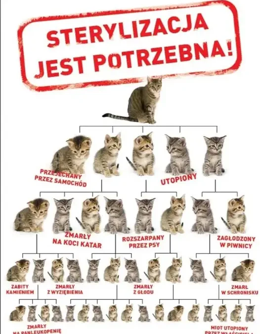 Gmina Karlino: apel o pomoc w opiece nad bezdomnymi kotami